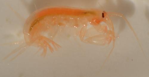 Maera grossimana